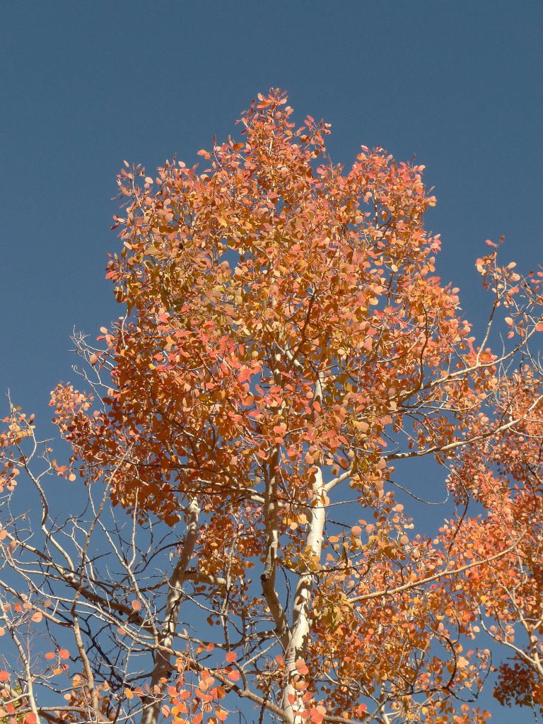 California-Fall2010 660.JPG